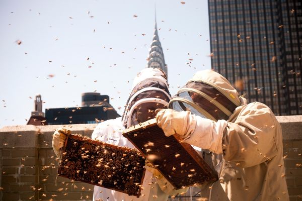 4 razlogi, zakaj vsi govorijo o urbanem čebelarstvu