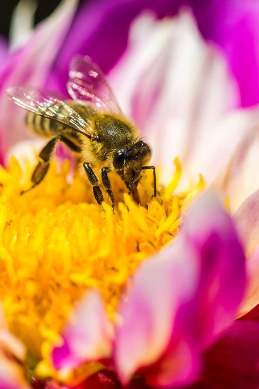 Ste vedeli, da so čebele pravi superheroji živalskega sveta?