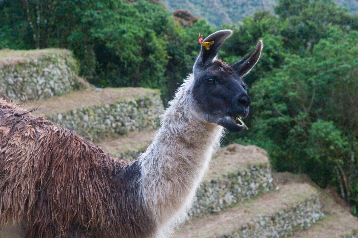 Lama