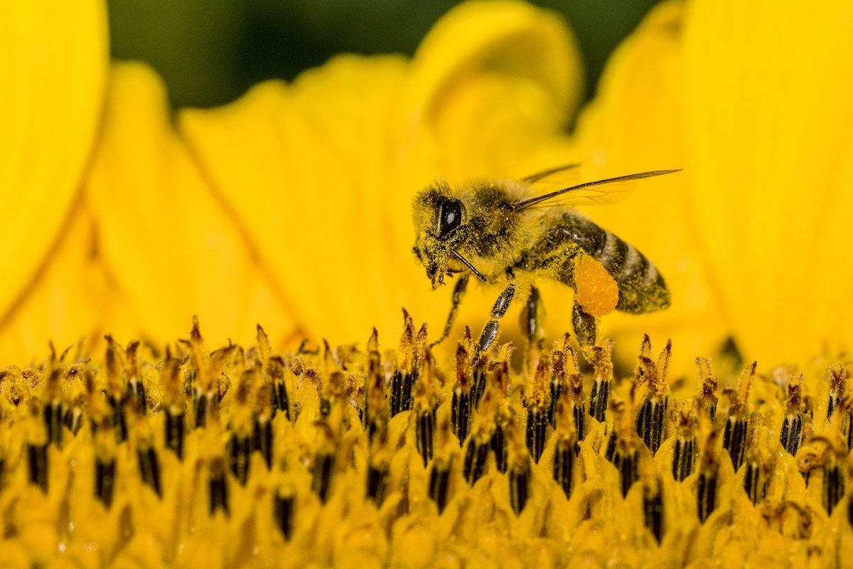 Kranjska čebela med nabiranjem cvetnega prahu