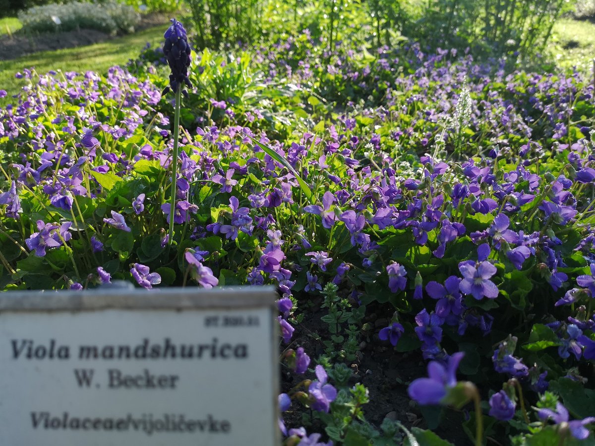 Vijolice slikane s Huawei P20 Pro