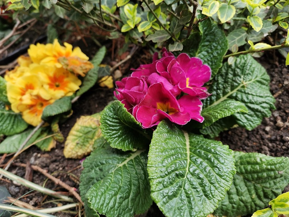 Huawei P30
