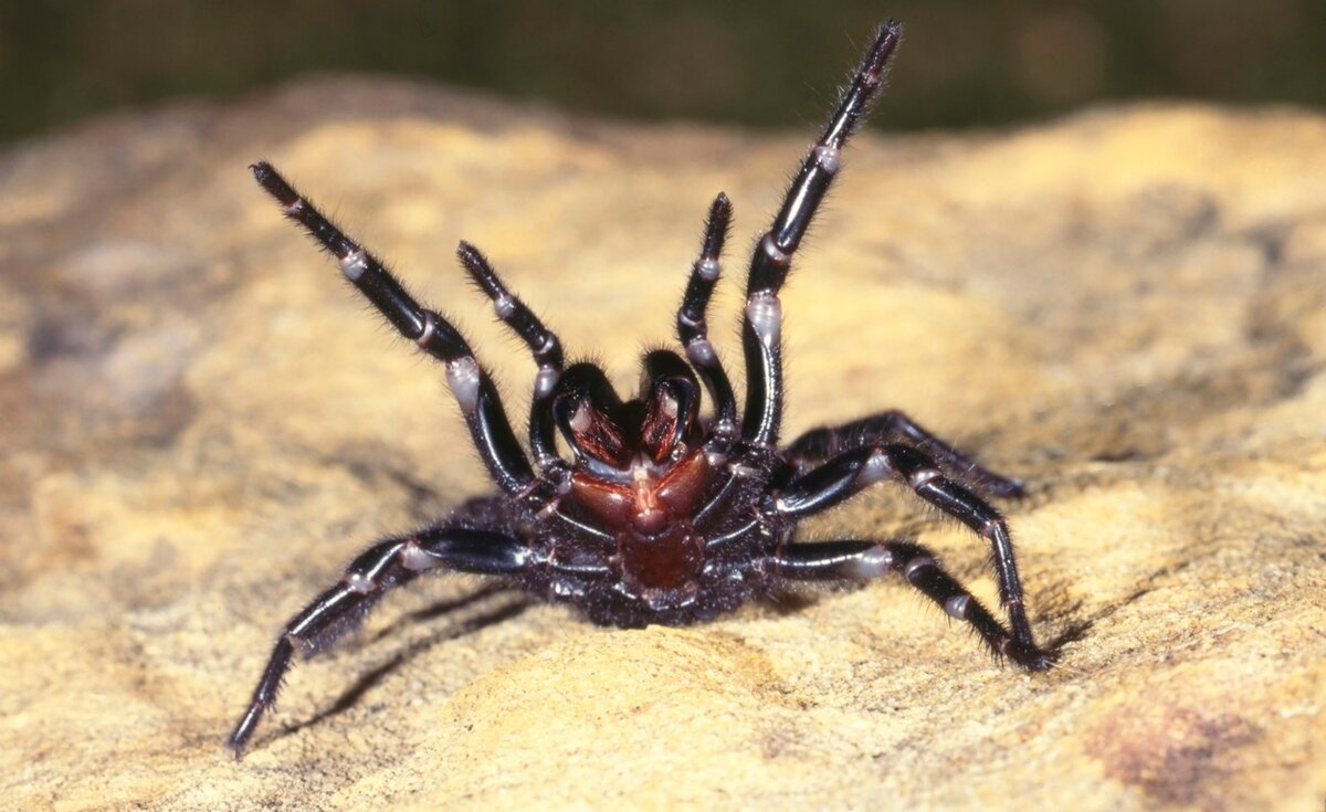 Sydney Funnel-Web Spider