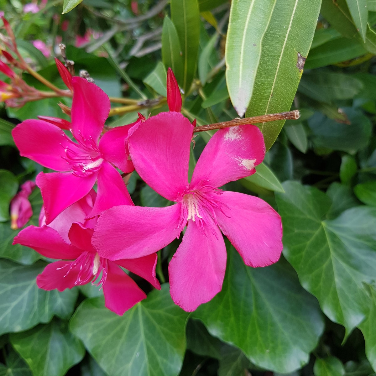 Samsung S9+ na terenu